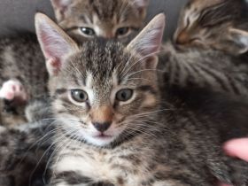 Sehr süße Katzenbabys in liebevolle Hände abzugeben!