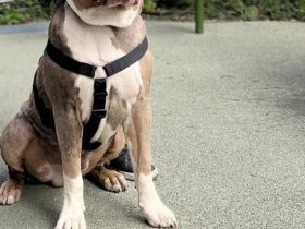 Biete xl Bully zum decken