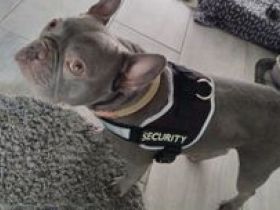 Französische Bulldogge sucht nettes zu Hause