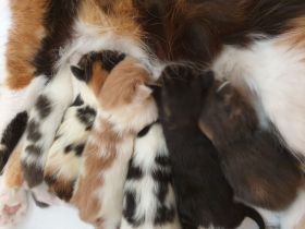 Reinrassige Maine Coon Kitten mit Stammbaum