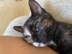 Katze sucht dringend ein neues Zuhause