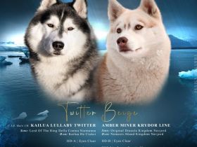 Siberian Husky FCI Puppies