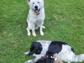 Wunderschöne Welpen in liebevolle Hände abzugeben!