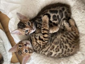3 reinrassige Glitter Bengalkitten abzugeben