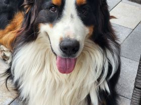 Reinrassige Bernersennen Welpen ab September abzugeben