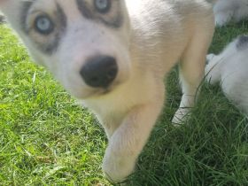 Sibirien Husky Welpen