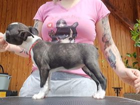Boston Terrier Welpen mit Ahnentafel