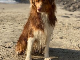 Miniature Australian Shepherd Deckrüde