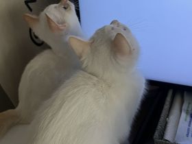 BKH Kitten weiß ABGABEBEREIT