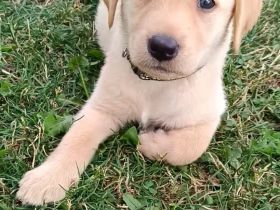 Reinrassige Labrador Welpen