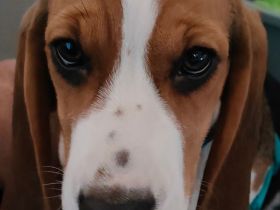 Sehr nette und süße Hündin