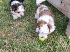Havaneser Bub! ähnlich Malteser, Bologneser usw....