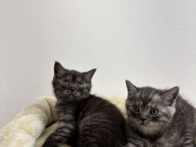 Bkh Kitten Abgabebereit