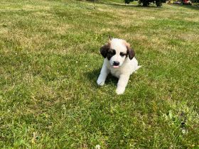 Schäferhund - Bernhardinerwelpen