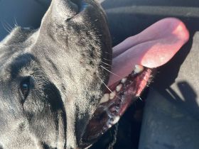 Maddox sucht ein zu Hause