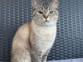 Deckkater BKH Silver Shaded