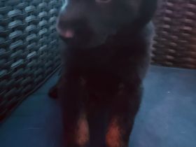 Malinois Schäferhund Mix