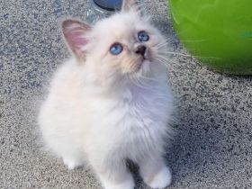 Heilige Birma Babys suchen ihr Zuhause