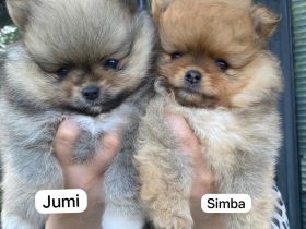 Zwergspitz - Welpen mit Ahnentafel