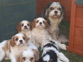 Cavalier/Malteser Welpen