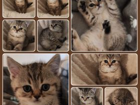 Britisch Kurzhaar (BKH) Kitten