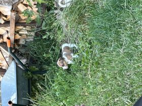 Jack Russell Terrier Welpen