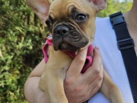 Französische Bulldoggen Welpe sucht neues Zuhause