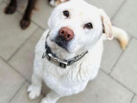 Maestro - lieb, verschmust