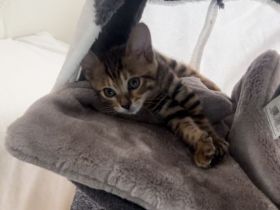 Bengal kitte