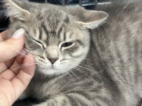 ♠️3 Schnurrhaare ♠️ Abgabe bereit