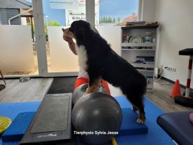 Tierphysiotherapie Sylvia Jesse für Hund & Pferd - Pfoten und Hufe in guten Händen -