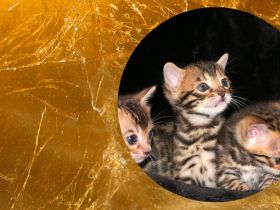 BERLINGOLD Bengals- Wurfankündigung