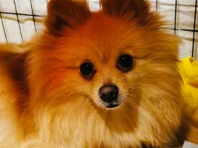 Wunderschöner Reinrassiger Zwergspitz Welpe, 5 Monate, ab sofort auszugbereit!