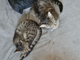 Verkaufe  2 süsse kater