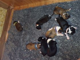 Border Collie x Golden Retriever Mix