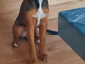 Australische kelpie Mischling