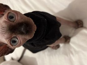 Ragdoll und Elf sphynx