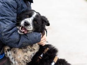 Stracciatella ist ein wundervoller Rüde