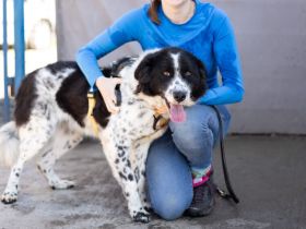 Stracciatella ist ein wundervoller Rüde