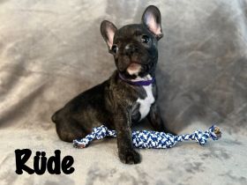 Französische Bulldoggen Welpen