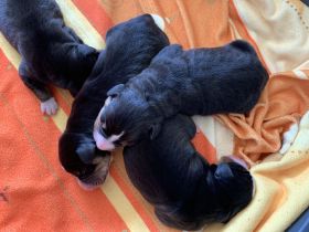 Welpen Entlebucher Sennenhund