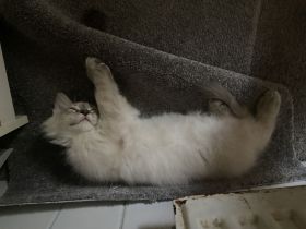 Reinrassige Heilige Birma Katzen