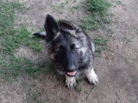 SCHÄFERHUND WELPEN ALTDEUTSCH