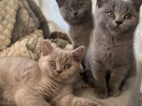 3 kleine bkh Kater sofort abzugeben