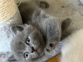 BKH Kitten suchen ein gutes zu Hause