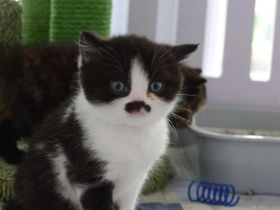 BKH Kitten mit Stammbaum