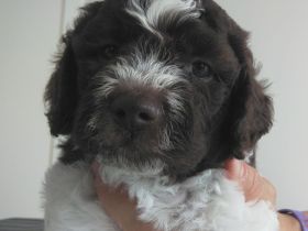 Lagotto Romagnolo Welpe Magnum (Rüde) mit Pedigree ENCI