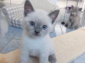 TRAUMHAFTE BKH KITTEN