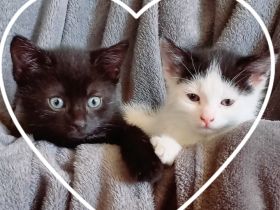 Süße Katzen Babys suchen neues Zu Hause‼️