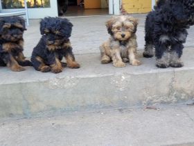 Schöne Mischlingswelben, kleine Rasse